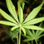 marihuana