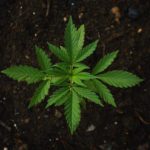marihuana kanabis legalizacija