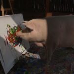 pigcasso