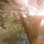 sunce