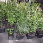 marihuana